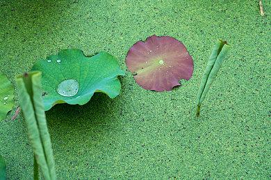 日本参议院议员关注《刺客信条：影》涉嫌篡改日本历史 发文寻求意见